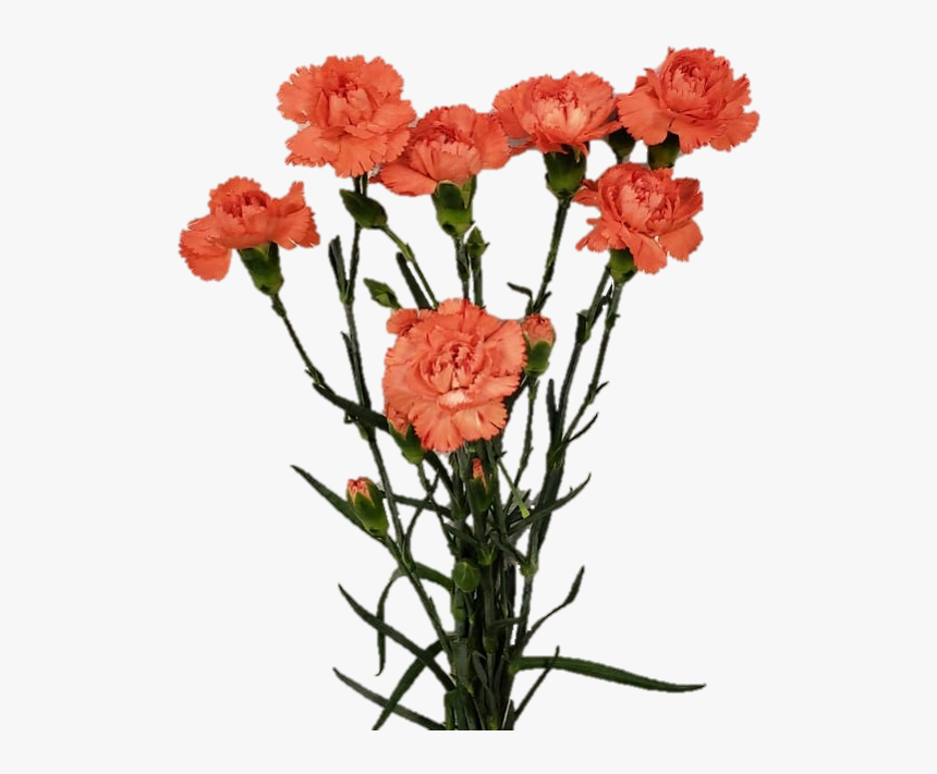 Spray Romany Jpgd696122a 652e 76d4 8940 8cb780ae4c72 - Carnation, HD Png Download