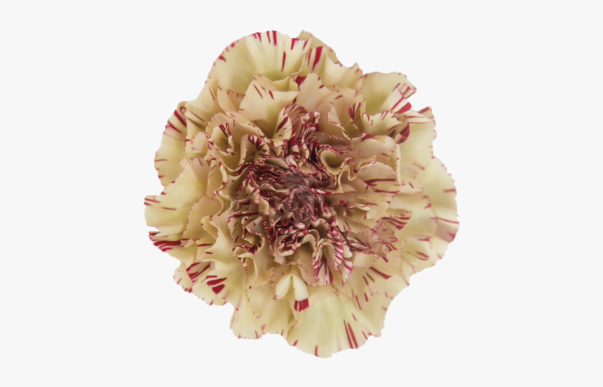 Carnation, HD Png Download