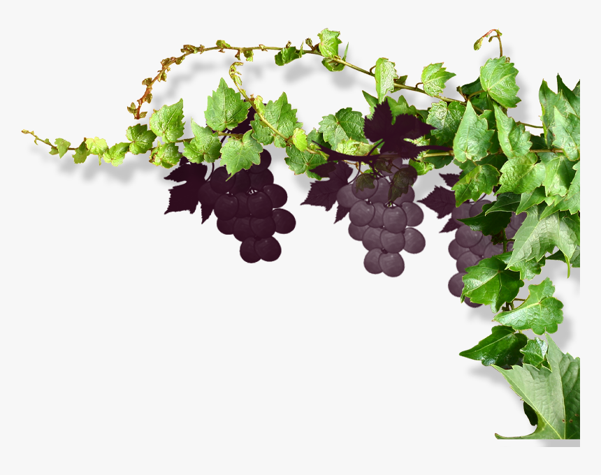 #grapes #vine #vines #stems #decoration #borders #terrieasterly - Vine Grape Png, Transparent Png