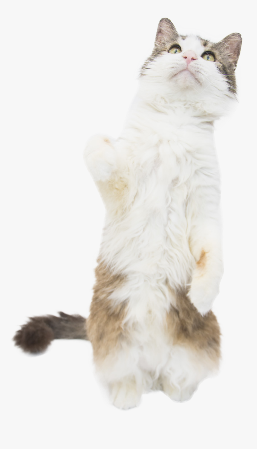 Cat Standing Cob Web - Squitten, HD Png Download