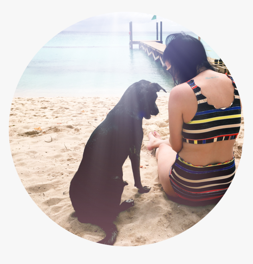Companion Dog, HD Png Download