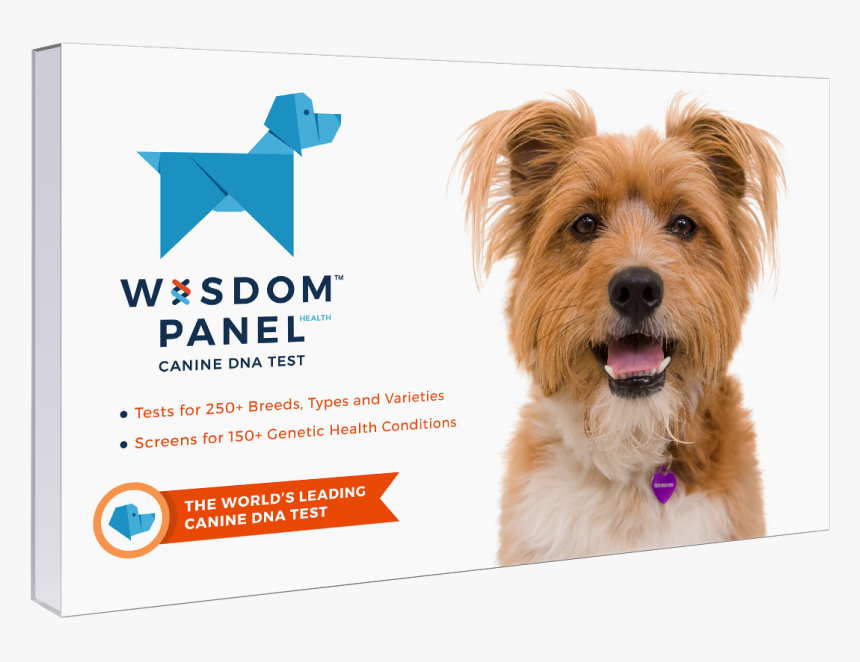 Dog Laying Down Png, Transparent Png