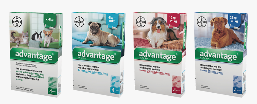 Companion Dog, HD Png Download