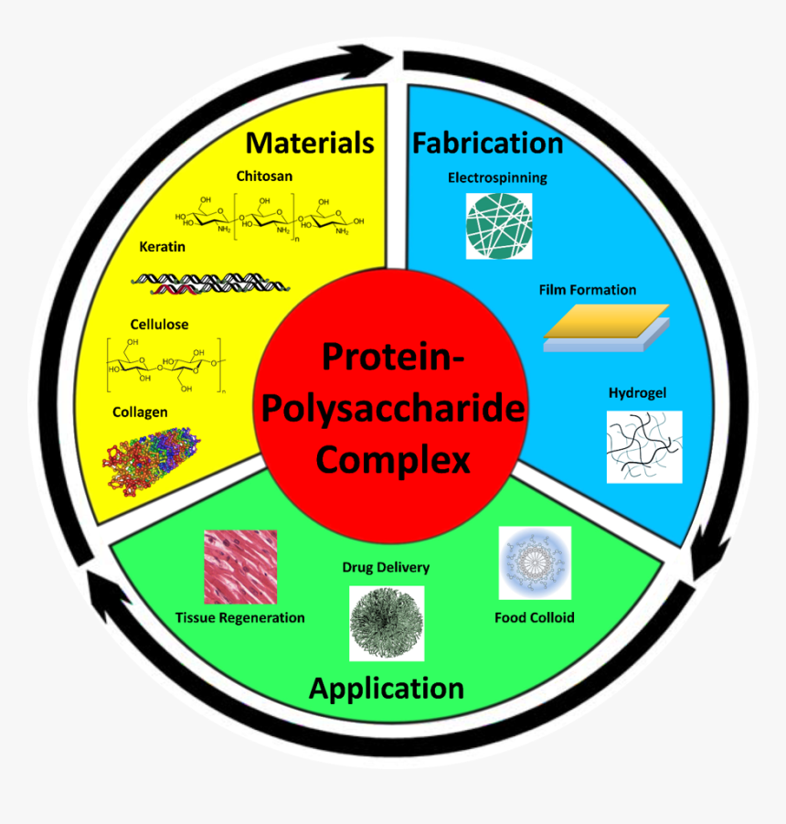 Circle, HD Png Download