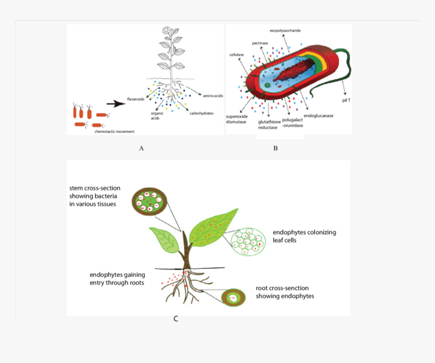 Chemotactic Movement In Plants, HD Png Download