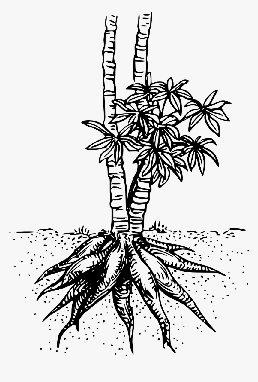 Planta De Yuca Para Colorear, HD Png Download , Transparent Png Image