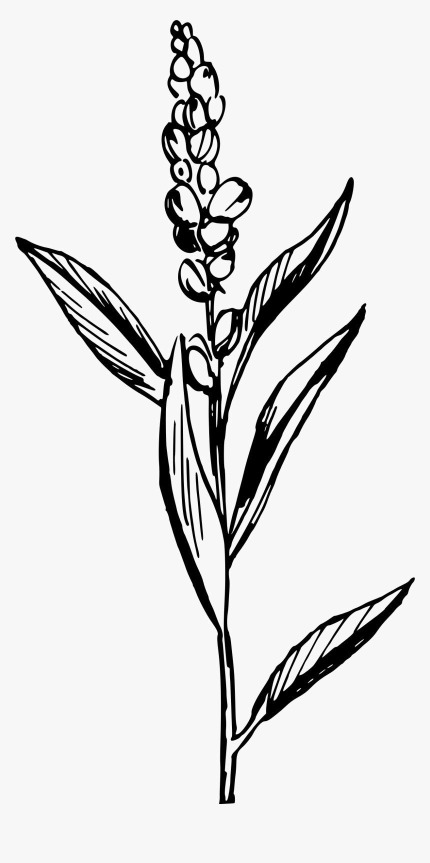 Flower With Roots Clipart Black And White Graphic Black - Flax Clipart, HD Png Download
