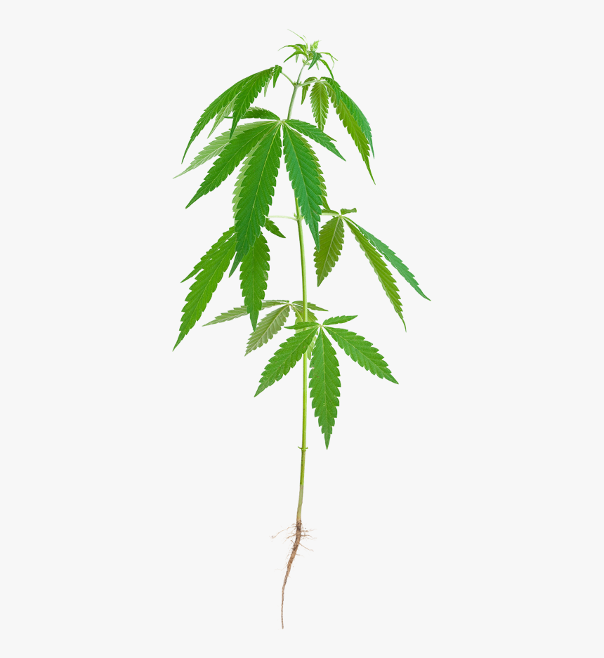 Stalk Of Hemp , Png Download - Weed, Transparent Png
