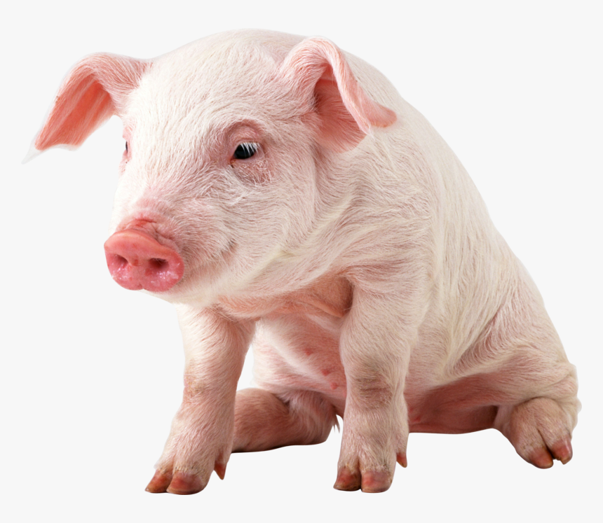 Pig Png Image - Pig Png, Transparent Png