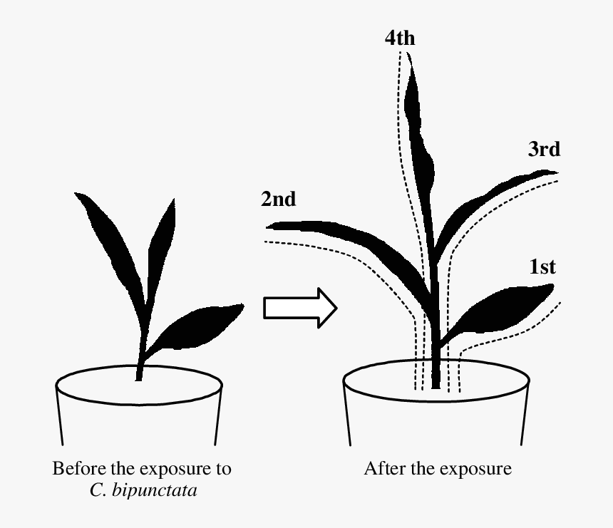 Schematic Of Maize During - Plant Experiment Drawing, HD Png Download