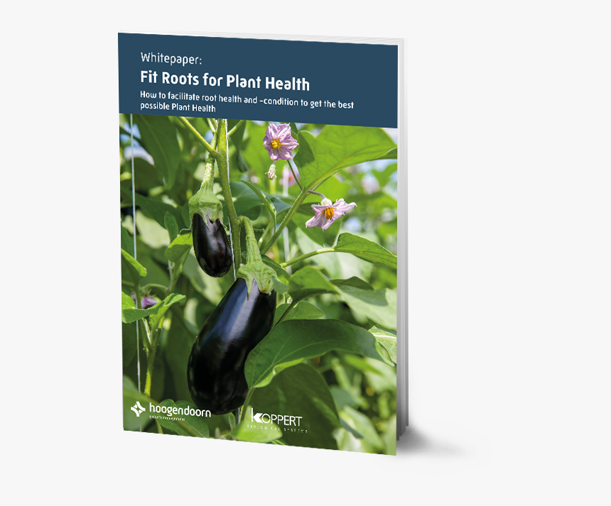 Eggplant, HD Png Download