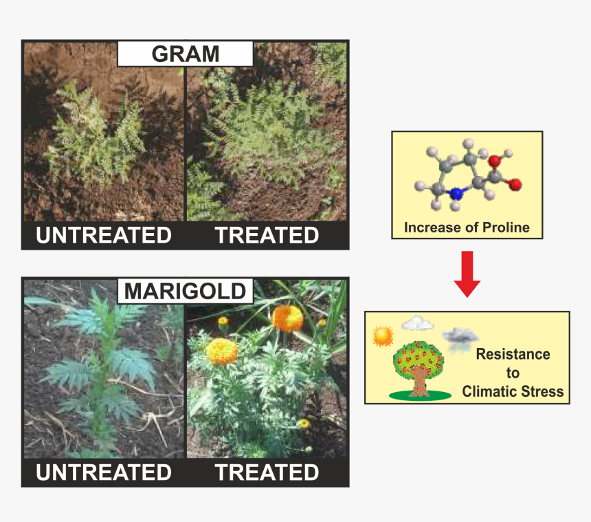 Euryops Pectinatus, HD Png Download