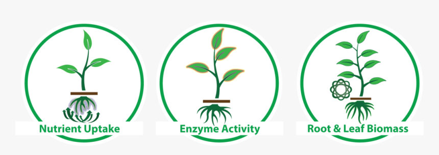 Amino Acid For Plant Growth, HD Png Download