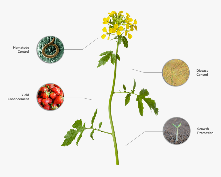 An Image Of A Mustard Plant Showcases Ways In Which - Rosa Glauca, HD Png Download