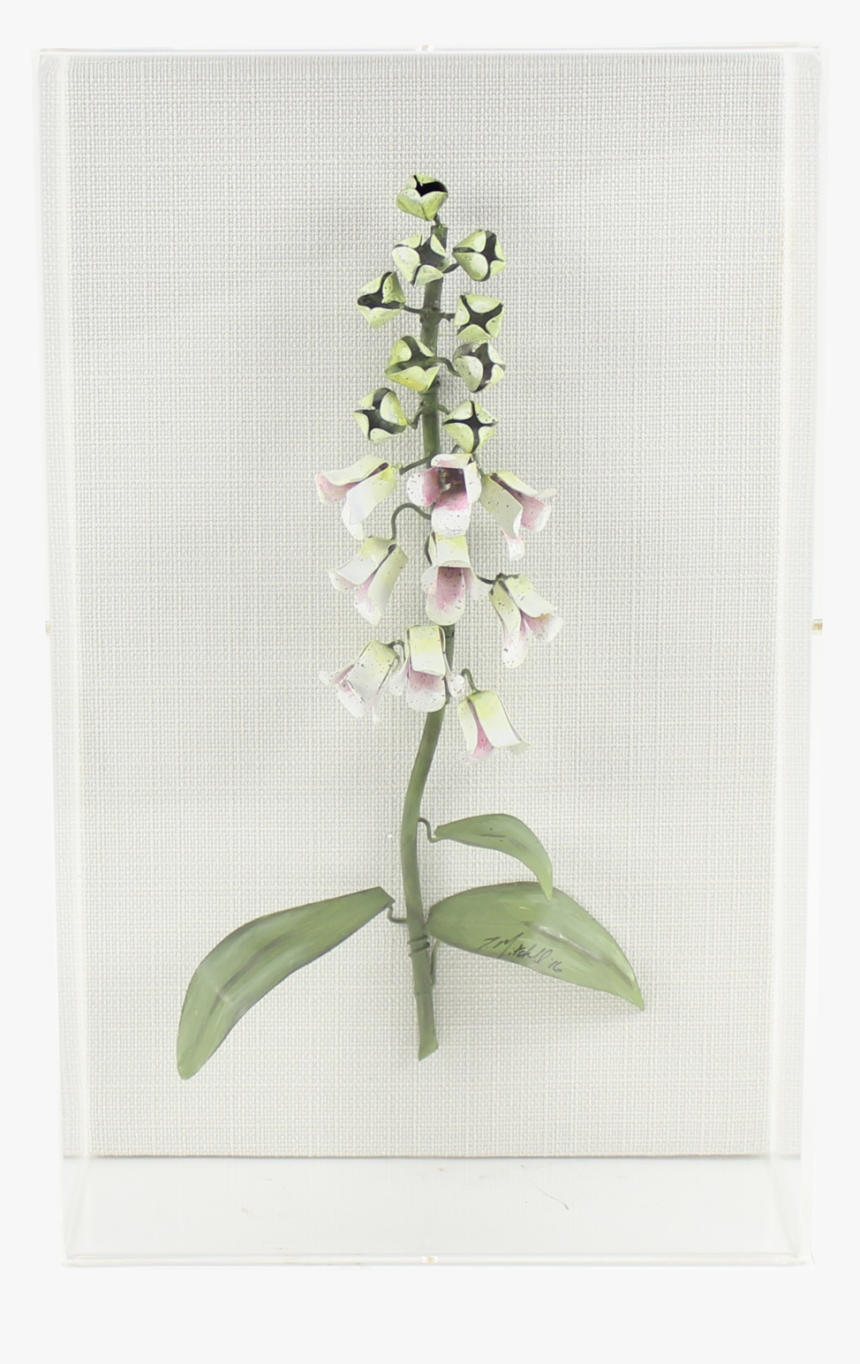 Foxglove - Fly Orchid, HD Png Download