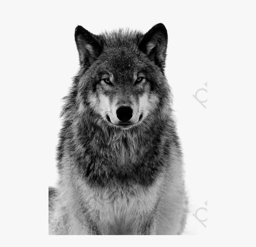 Transparent Charlottes Web Clipart - Angry Wolf Look, HD Png Download
