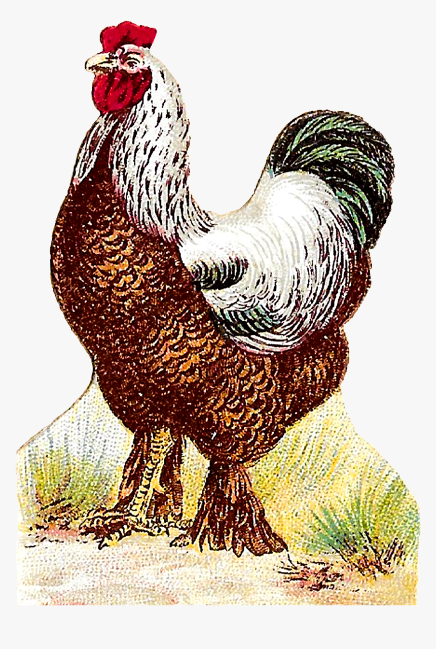 Rooster, HD Png Download