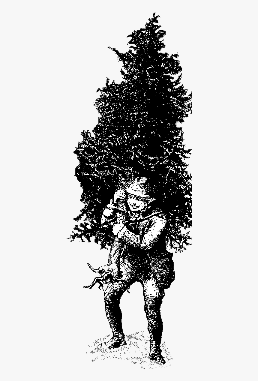 Christmas Tree Care And Safety Tips - Illustration, HD Png Download