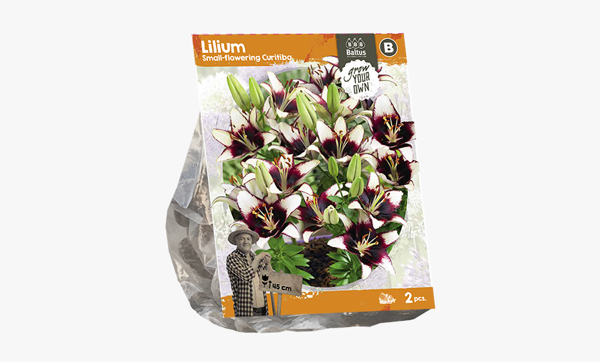 Persian Buttercup, HD Png Download