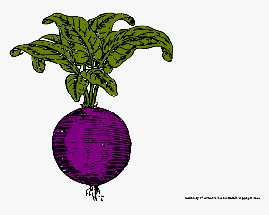 Beetroot Royalty Free Clipart Radish Clipart - Illustration, HD Png Download