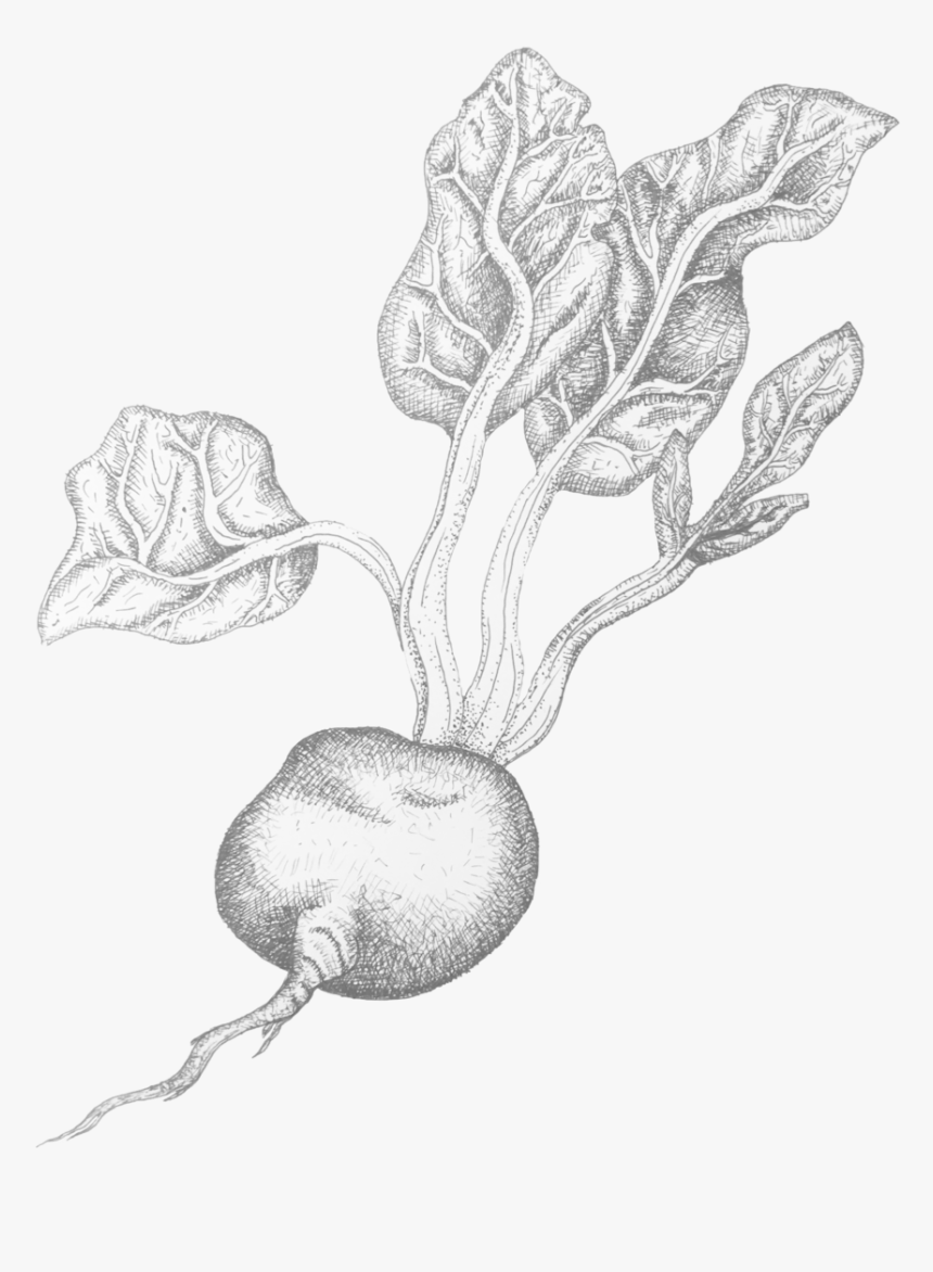 Beetroot - Sketch, HD Png Download