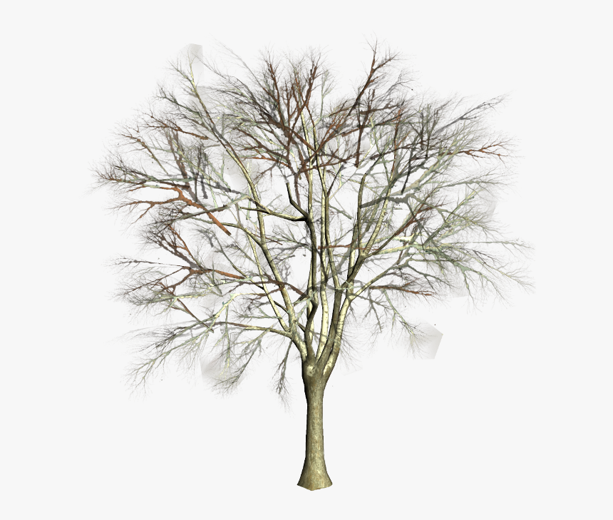 Pond Pine, HD Png Download