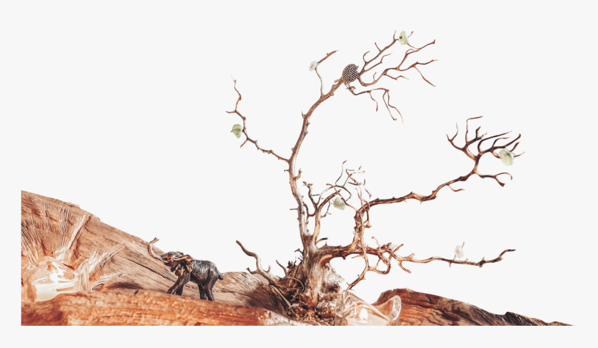 Pond Pine, HD Png Download