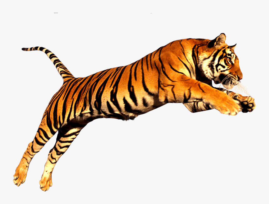 Tiger Png, Transparent Png