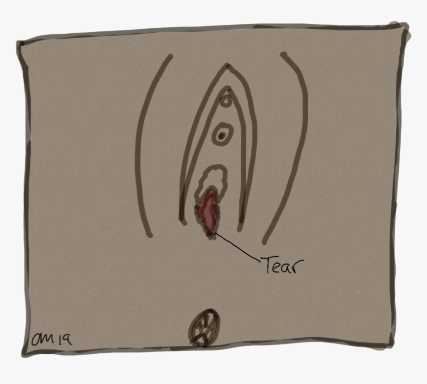 The Perineum Of An Individual With A Vulva - Salmon, HD Png Download