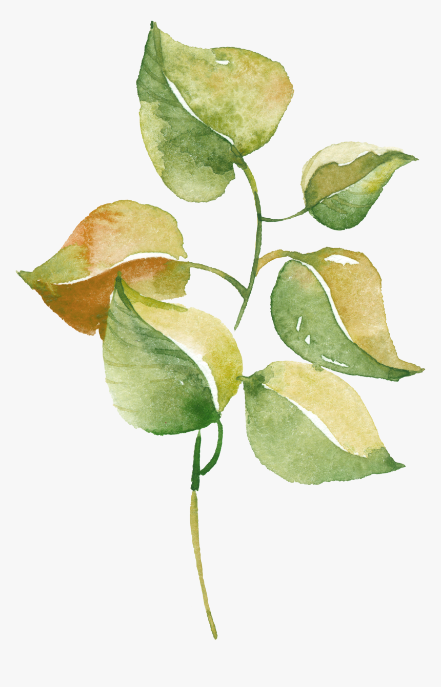 Watercolour Watercolor Pinterest - Watercolor, HD Png Download