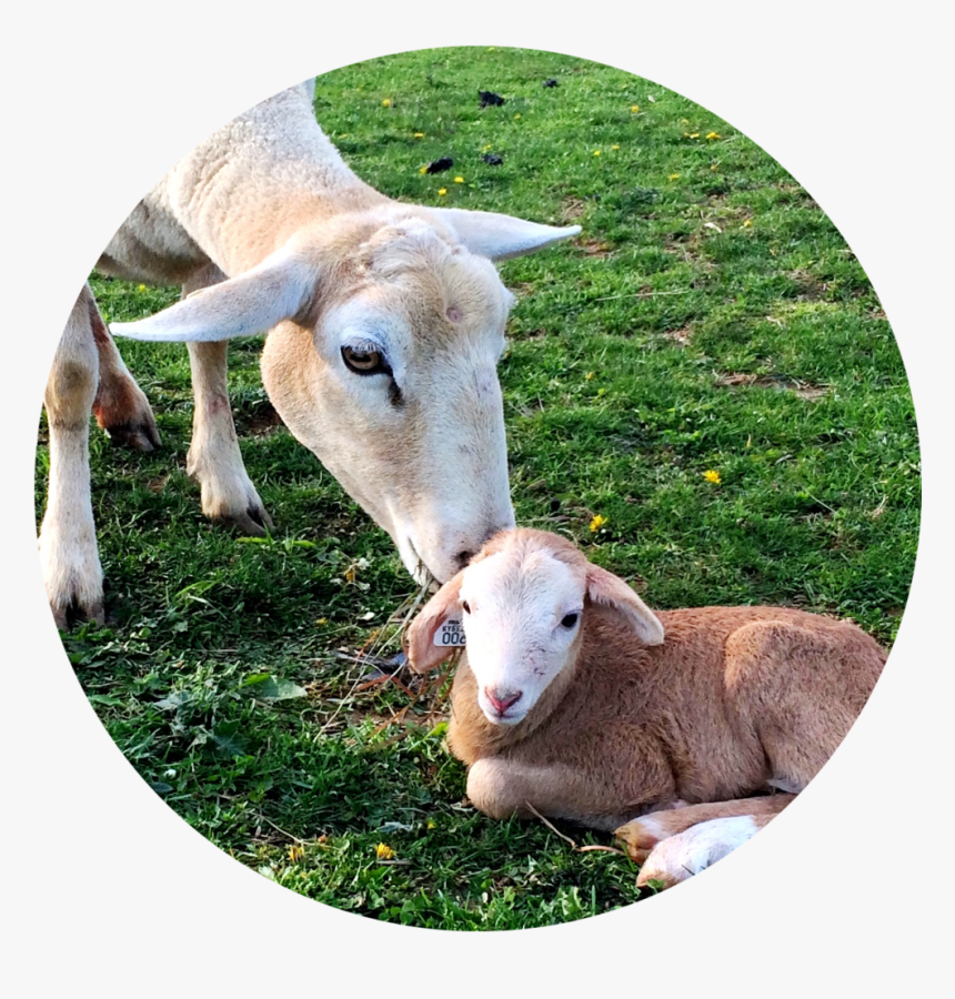 Lamb Circle - Sheep, HD Png Download