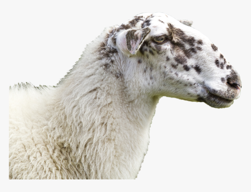 Goat, HD Png Download
