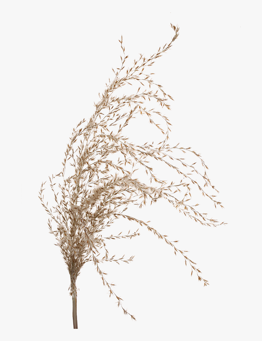 Phragmites, HD Png Download