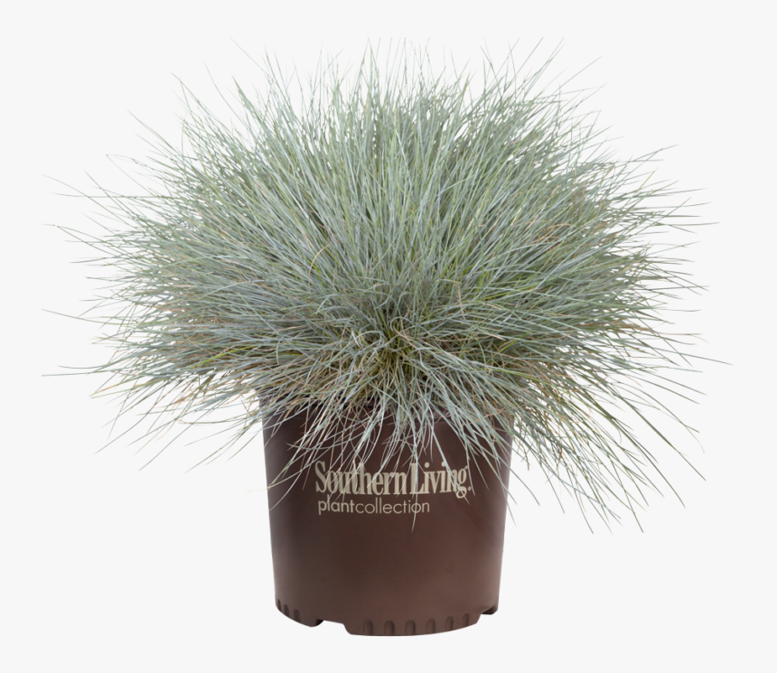 Grass, HD Png Download