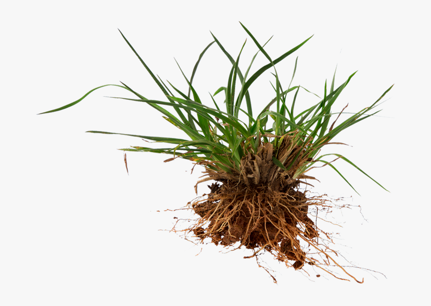 Crabgrass - Crabgrass Killer Australia, HD Png Download
