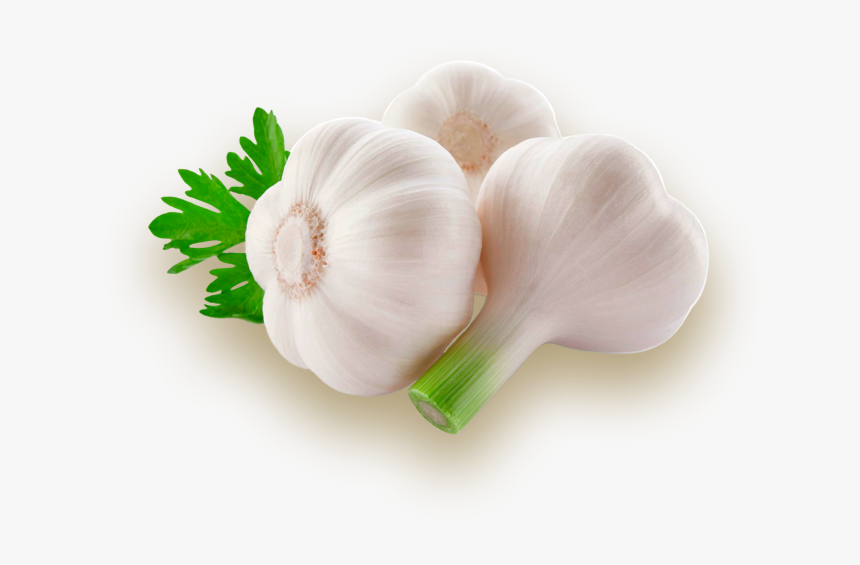 Garlic, HD Png Download