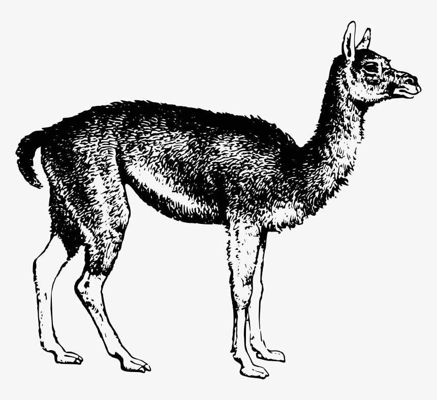 Guanaco - Clip Art, HD Png Download