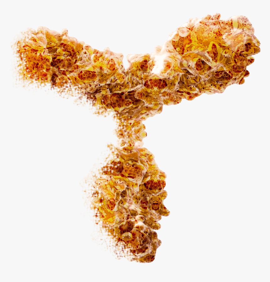 27 Years Designing Antibodies And Elisa Kits - Antibody Bosterbio, HD Png Download