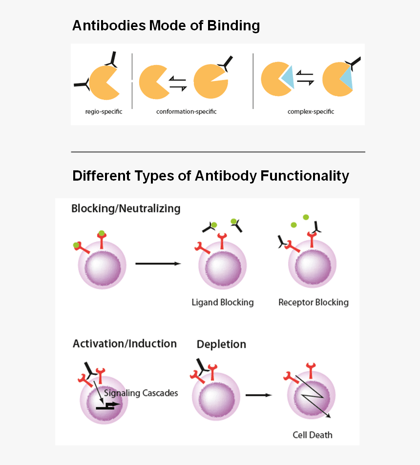 Recombinant - Monoclonal - Antibodies - Recmabs™ - - Depletion Antibody, HD Png Download