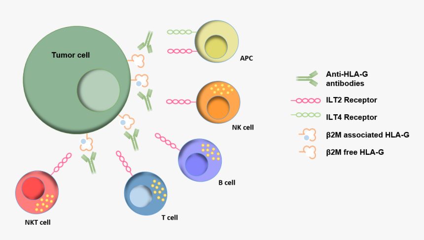 Hla G - Inmab - Circle, HD Png Download