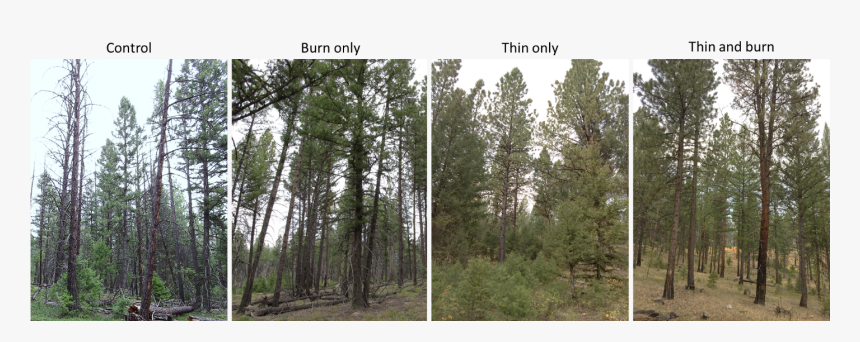 Ponderosa Pine In Douglas Fir Forest , Png Download - Grove, Transparent Png