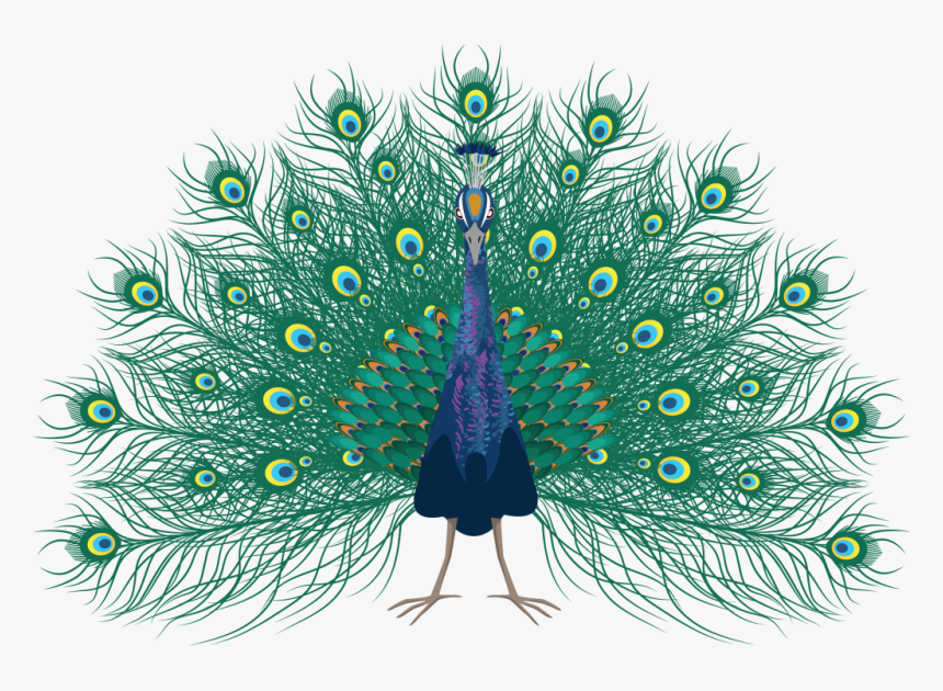 Peafowl, HD Png Download