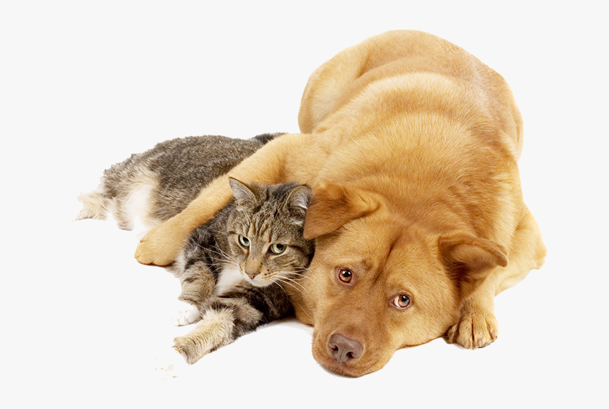 Dog And Cat Png - Dogcat Png, Transparent Png