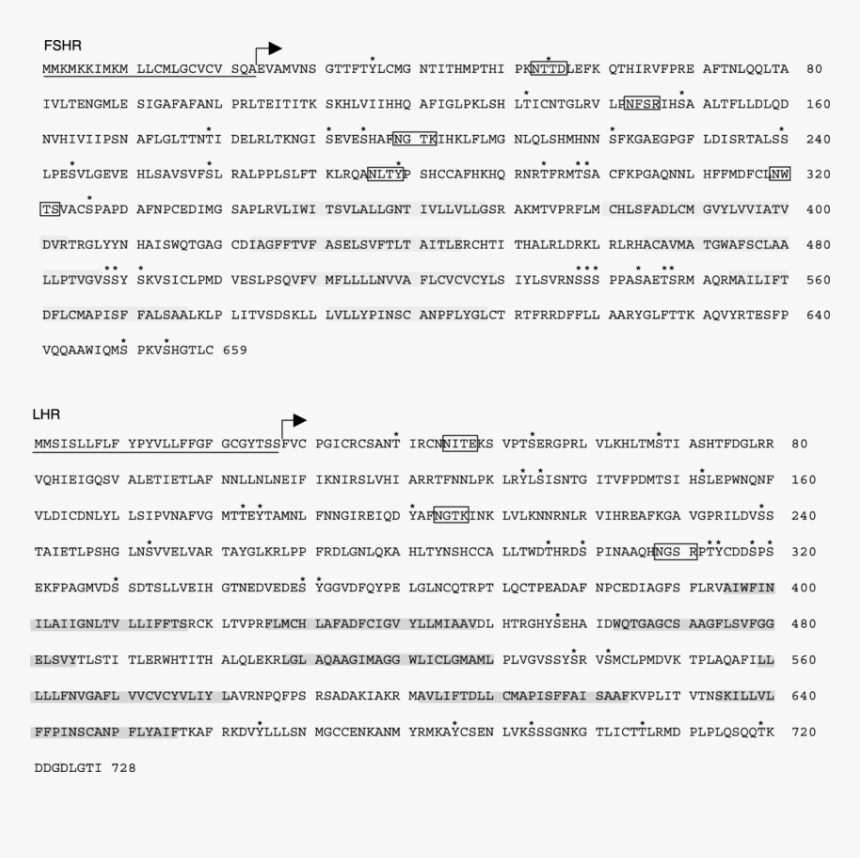 Screenshot, HD Png Download