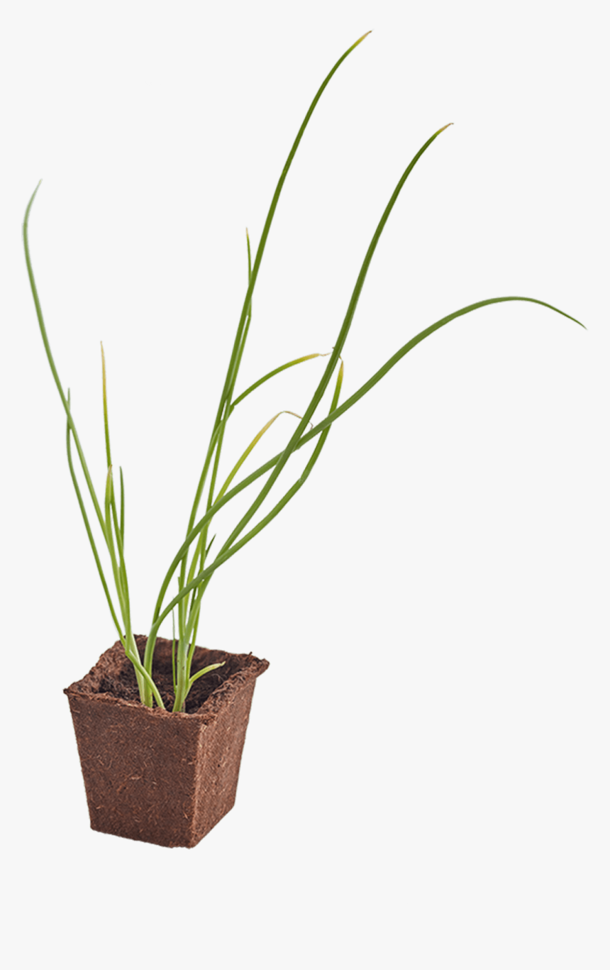 Onion Woolworths Seedling, HD Png Download