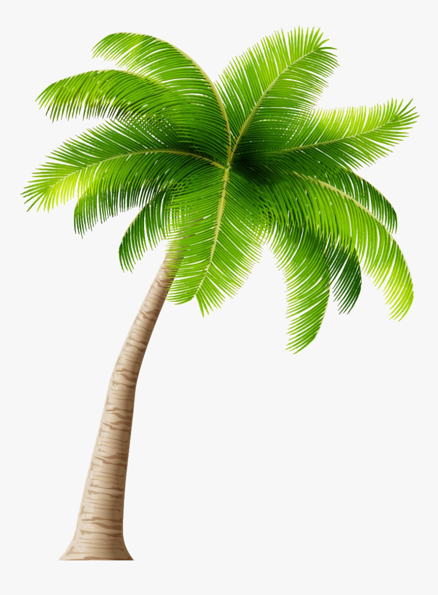 Coconut Tree Transparent - Transparent Background Coconut Tree Clip Art, HD Png Download