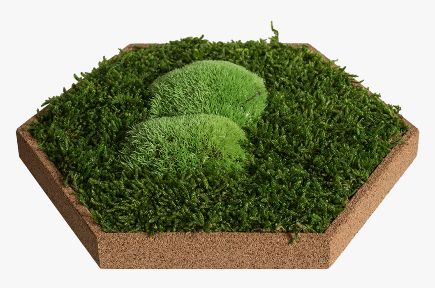 Moss, HD Png Download