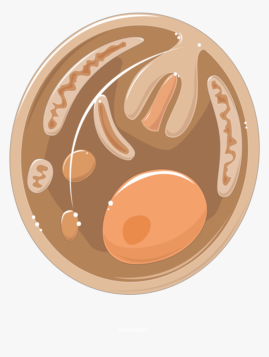Leishmania Amastigote - Amastigote Png, Transparent Png