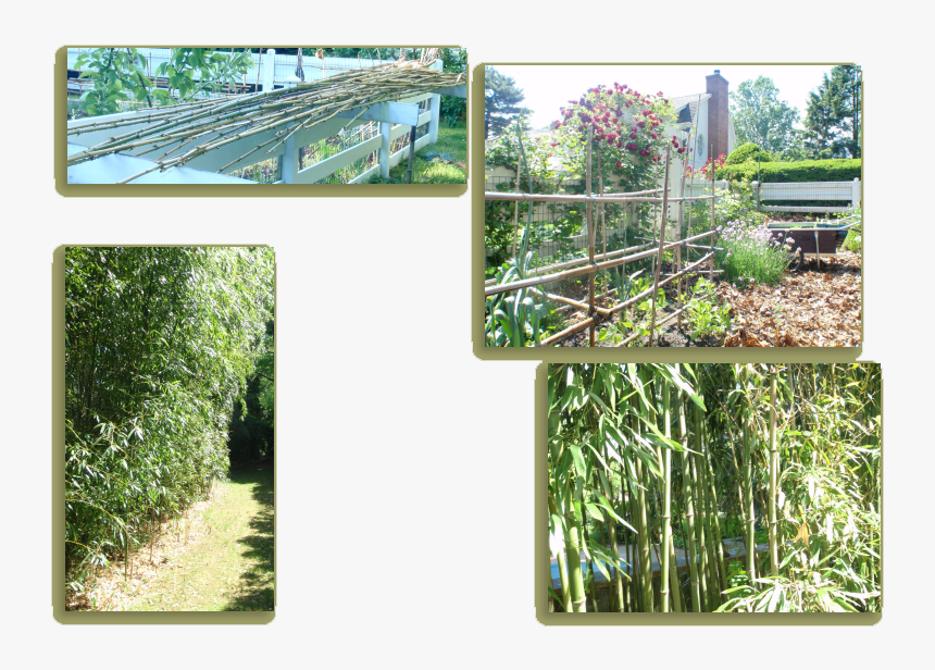 A Beautiful Bamboo Screen At The Edge Of The Garden - Tree, HD Png Download