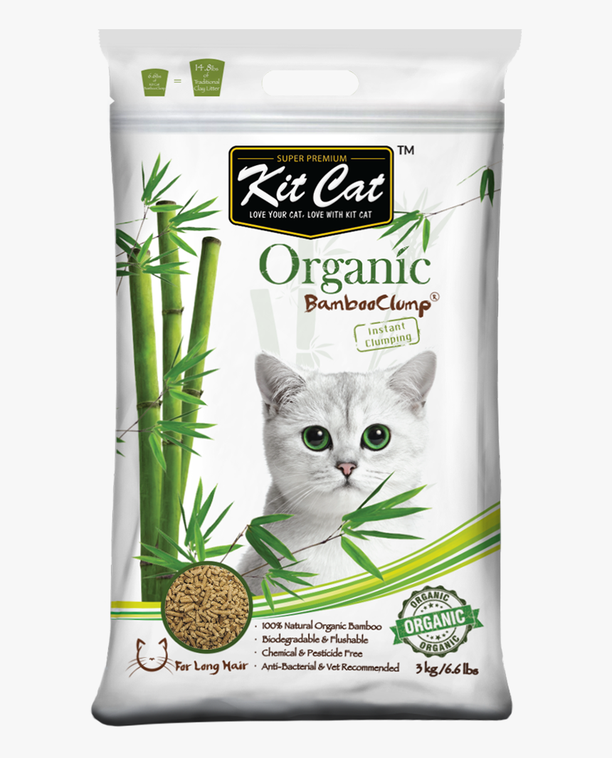 Cat, HD Png Download